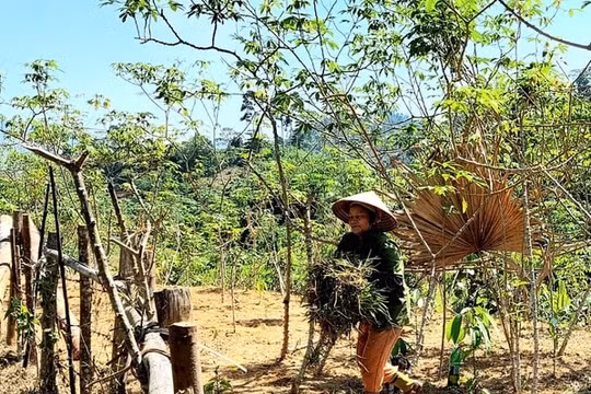 Xử lý chênh lệch giá dự án tái định cư thủy điện Hủa Na