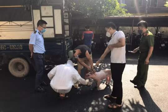 Gian thương ở Bắc Giang suýt tuồn ra thị trường 1,6 tấn lợn mắc dịch tả châu Phi