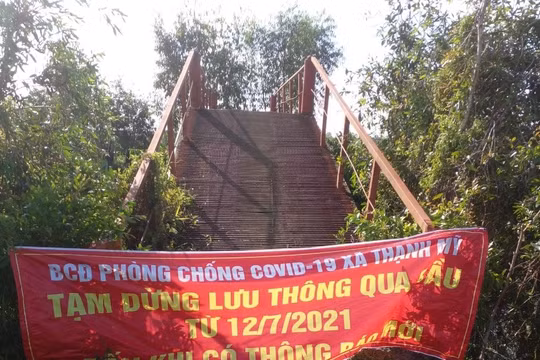 Tiền Giang: Nông dân trồng khóm đã được ra đồng thu hoạch