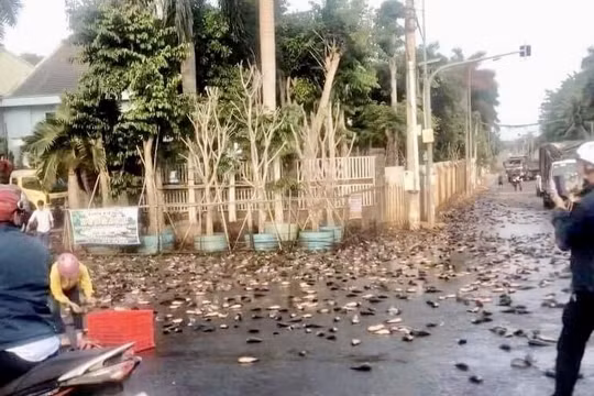 Đồng Nai: Hàng chục người dân xắn tay áo "bắt cá giữa đường" giúp tài xế xe tai nạn