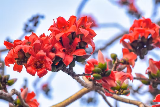 Say đắm mùa hoa gạo Tháng Ba