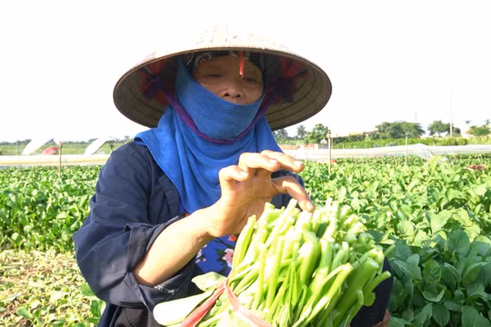 Người trồng rau huyện Mê Linh sẵn sàng hạ giá sản phẩm để chung tay phòng, chống dịch bệnh