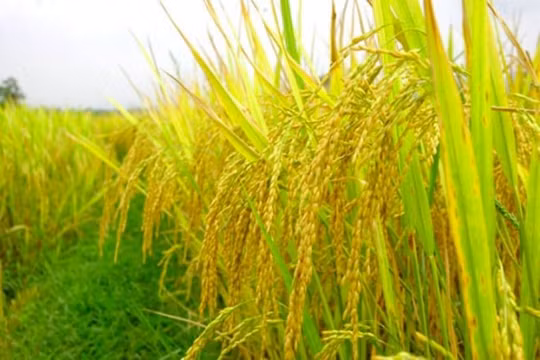 Bộ Công Thương: “Các ngân hàng cần có mức lãi suất nhất định để hỗ trợ doanh nghiệp lúa gạo”