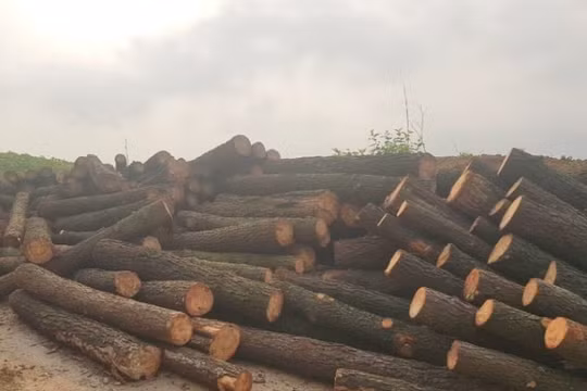 Khai thác trộm rừng gỗ thông của bố vợ, ông con rể bị xử phạt 10 triệu đồng