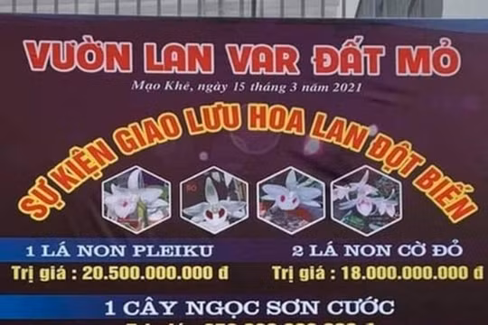 Ngành thuế đưa giao dịch lan đột biến vào “tầm ngắm”