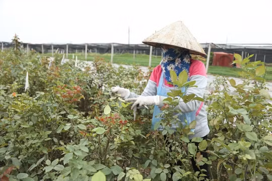Hà Nội: Hoa hồng rục rịch tăng giá, người trồng hoa Tây Tựu phấn khởi trở lại cánh đồng