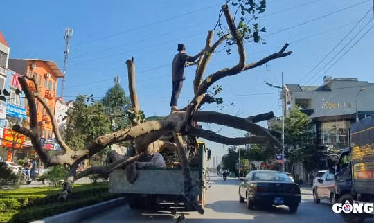 Thanh Hoá: Xe quá khổ, gây khổ cho dân