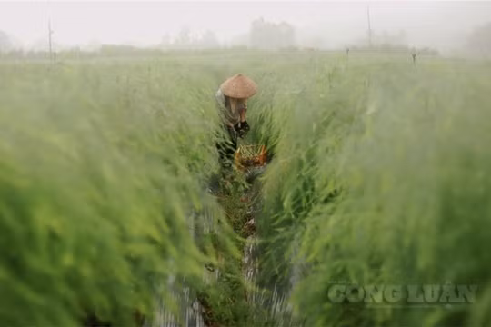 Nông dân Phú Thọ chủ động tiêu thụ măng tây trong mùa dịch