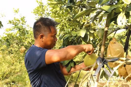 Hà Tĩnh gỡ khó "đầu ra" cho bưởi Phúc Trạch do dịch Covid-19