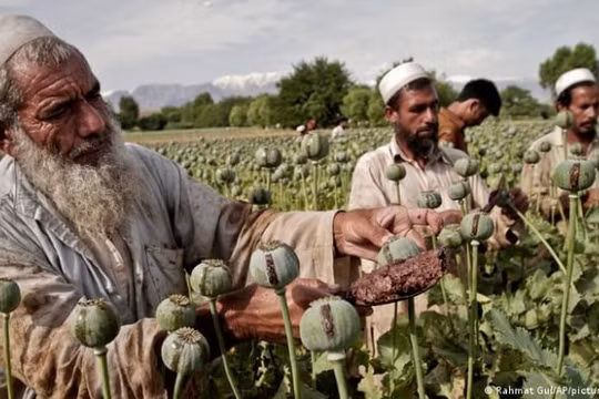 Buôn thuốc phiện bùng nổ ở Afghanistan sau khi Taliban tiếp quản