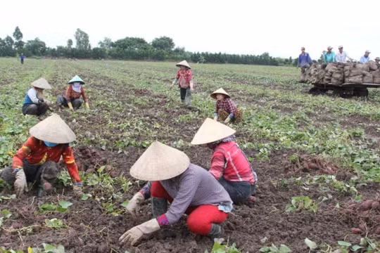 27.000 tấn khoai lang tím ở Vĩnh Long được kêu gọi “giải cứu”