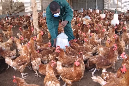 Benin xác nhận dịch cúm gia cầm H5N1 bùng phát