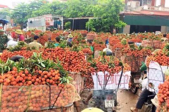 Bắc Giang lên kịch bản tiêu thụ 180.000 tấn vải thiều