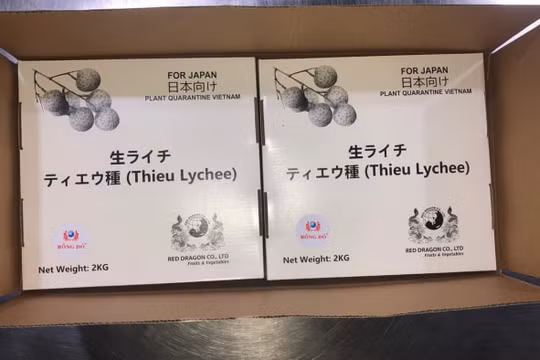 Mất 5 năm đàm phán, vải thiều Việt Nam hái "quả ngọt" tại Nhật Bản