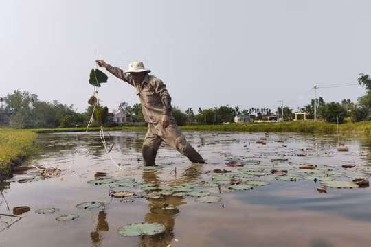 Thừa Thiên Huế: Phát triển mô hình trồng sen kết hợp du lịch sinh thái
