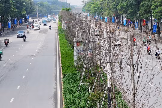 Hà Nội: Sẽ thay thế hàng cây phong lá đỏ đường Trần Duy Hưng, Nguyễn Chí Thanh