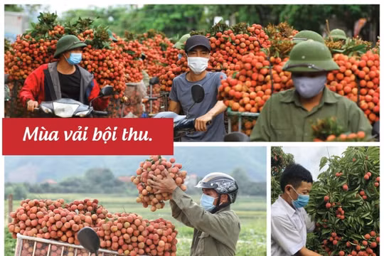 Bắc Giang: Nhìn lại một mùa vải thiều đặc biệt