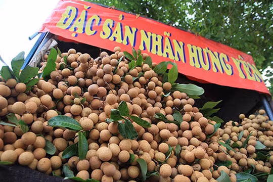 Hưng Yên thúc đẩy xuất khẩu nhãn lồng sang các thị trường trọng điểm