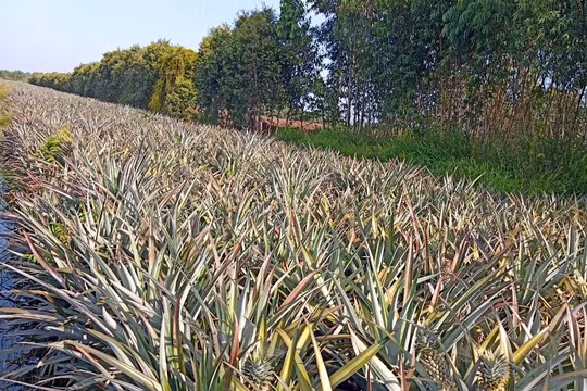Nông dân trồng khóm “kêu trời” vì không thu hoạch được