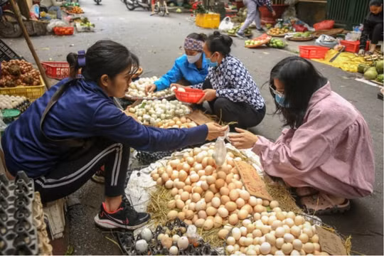 Giá trứng gà giảm mạnh chưa từng có, người chăn nuôi lao đao chống đỡ
