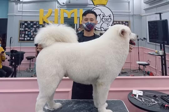 Sôi động thị trường dịch vụ chăm sóc thú cưng giữa mùa dịch