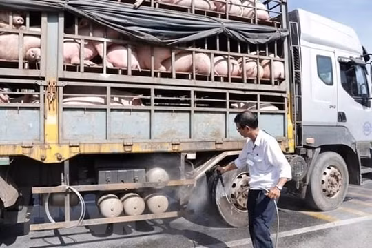 Xử lý thông tin về việc vận chuyển trái phép lợn qua biên giới