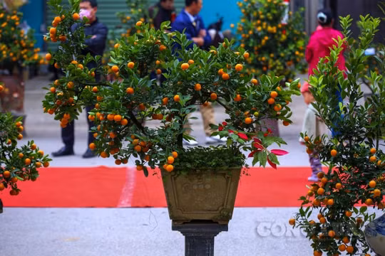 Hà Nội: Hơn 200 cây quất cảnh Tứ Liên "đọ sắc" khi mùa xuân về