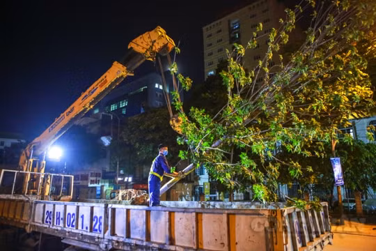 Hà Nội: Di dời hàng cây phong lá đỏ ngay trong đêm