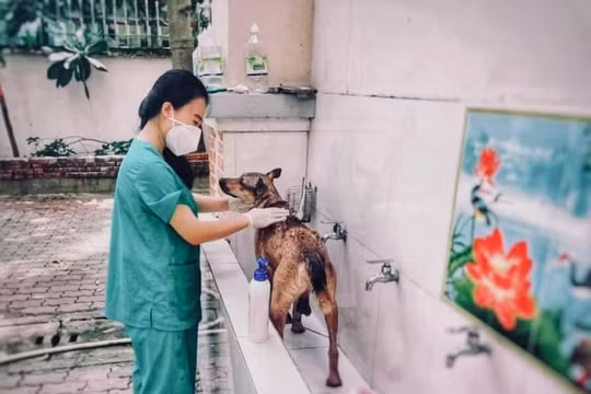 Nữ tình nguyện viên chăm sóc chó, mèo cho bệnh nhân F0