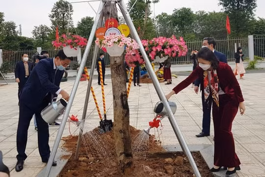 Phấn đấu trồng mới 200.000 - 250.000 cây bóng mát, cây lấy gỗ trên các tuyến đường đô thị