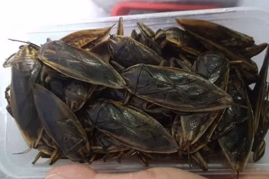 Hà Nội: Rộ "mốt" săn lùng côn trùng về ngâm mắm