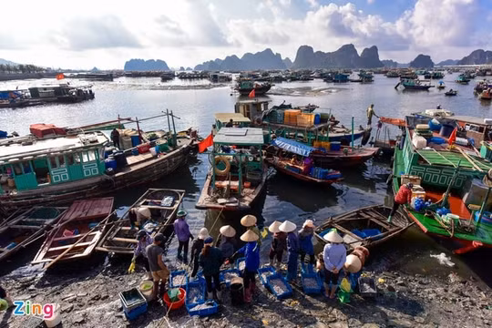Quảng Ninh đóng cửa chợ đầu mối hải sản Bến Do để phòng, chống dịch Covid-19