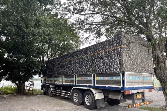 Kiểm lâm cơ động tạm giữ xe chở hàng có đúng quy định?