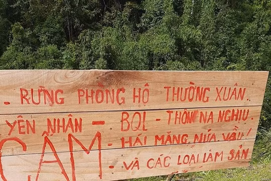 Thanh Hoá: “Trẩy hội măng” trong rừng phòng hộ