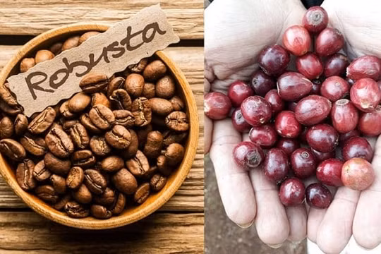 Giá cà phê hôm nay 31/1: Tăng nhẹ 200 - 300 đồng/kg