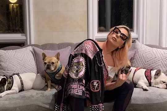 Lady Gaga đã tìm được chó cưng an toàn sau khi treo thưởng “khủng”