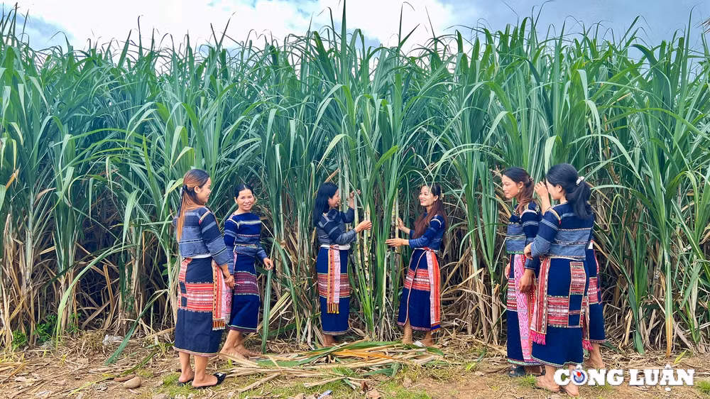 kbang gia lai no luc thuc day binh dang gioi vung dong bao dan toc thieu so hinh 7