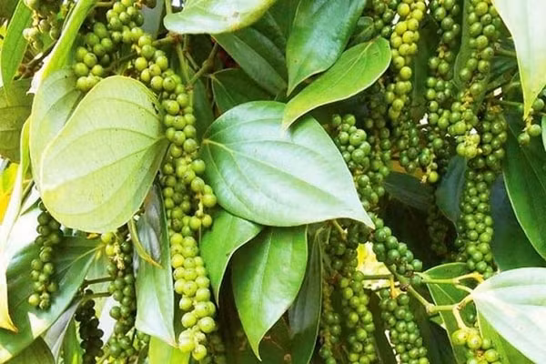 Giá hồ tiêu hôm nay 25/12 có xu hướng giảm nhẹ so với hôm qua
