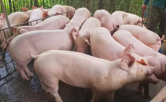 Giá lợn tăng liên tục, doanh nghiệp chăn nuôi không ngừng báo lãi. Ảnh minh họa.