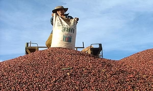 Giá cà phê hôm nay phổ biến được thu mua với mức 32.400 đồng/kg