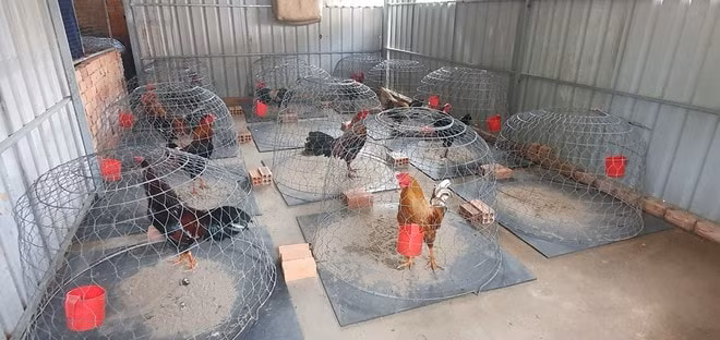 Những con gà được ông Thiện nuôi để bán cho những con bạc có nhu cầu sử dụng. Ảnh: thanhnien.vn