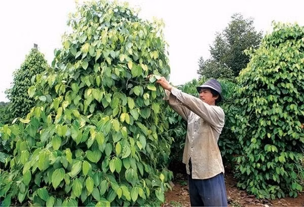 Giá hồ tiêu hôm nay dao động xung quanh mức 53.000 đồng/kg, tăng 500 đồng/kg