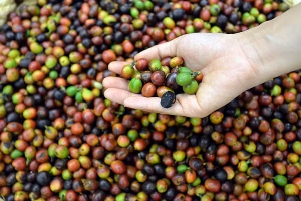 Các địa phương hiện đã thu hoạch được khoảng 60 - 70% cà phê vụ mới