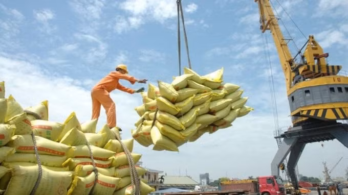 Giá gạo của xuất khẩu của Việt Nam tăng mạnh nhất trong 9 năm qua. Ảnh minh họa