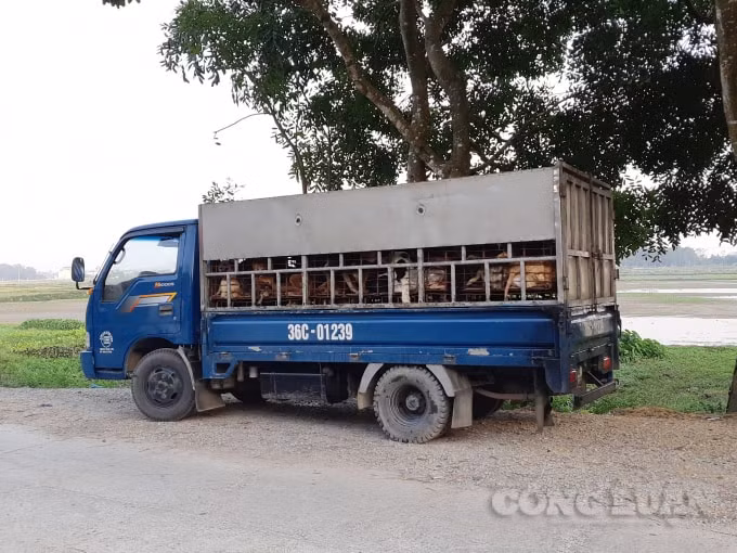 Xe ô tô chở chó đi tiêu thụ tại Hậu Lộc, Thanh Hoá