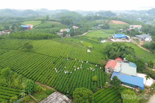Người đàn ông hơn 40 năm tâm huyết với cây chè Sông Cầu