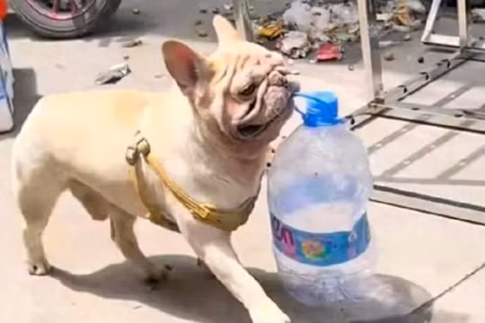 Chú chó 'nhặt ve chai' nổi tiếng Trung Quốc bị đe dọa đầu độc