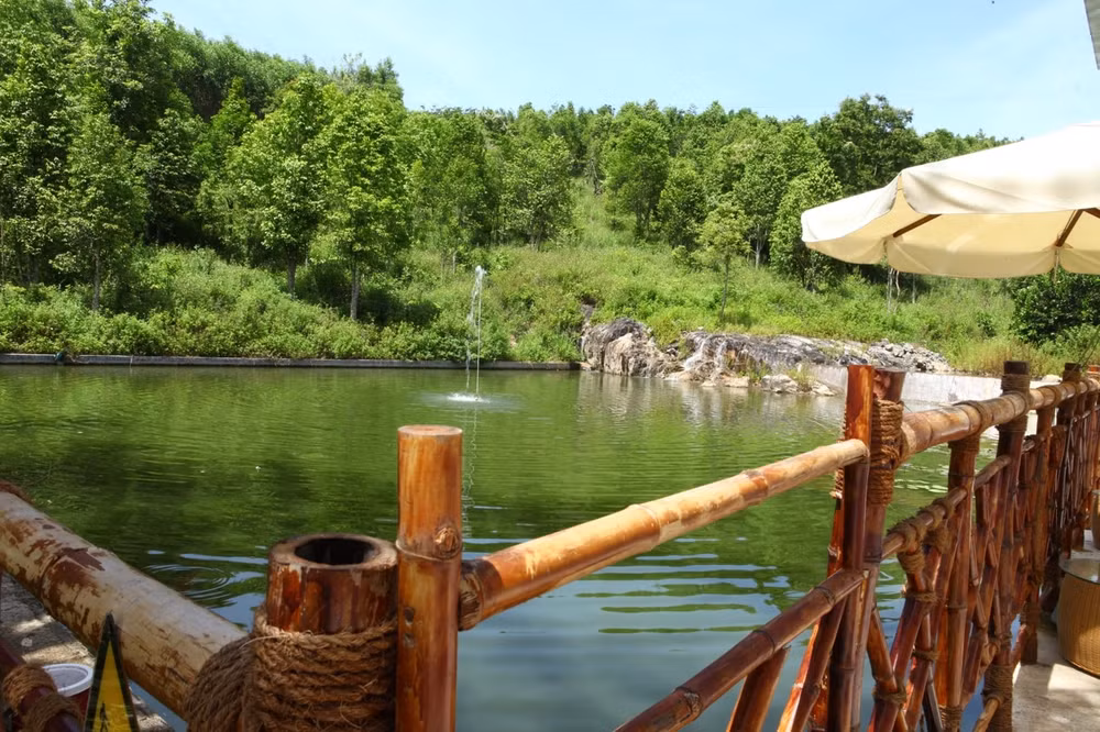 Một phần khu rừng Dó Bầu tại khu bảo tàng văn hoá Trầm Hương Hoàng Trầm. Ảnh: Vũ Lân