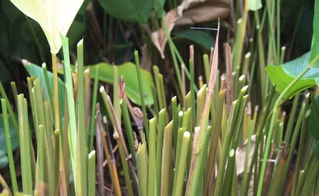 Cây phải được chặt sát gốc để sang năm cây mới nảy mầm và cho sản lượng lá tốt.