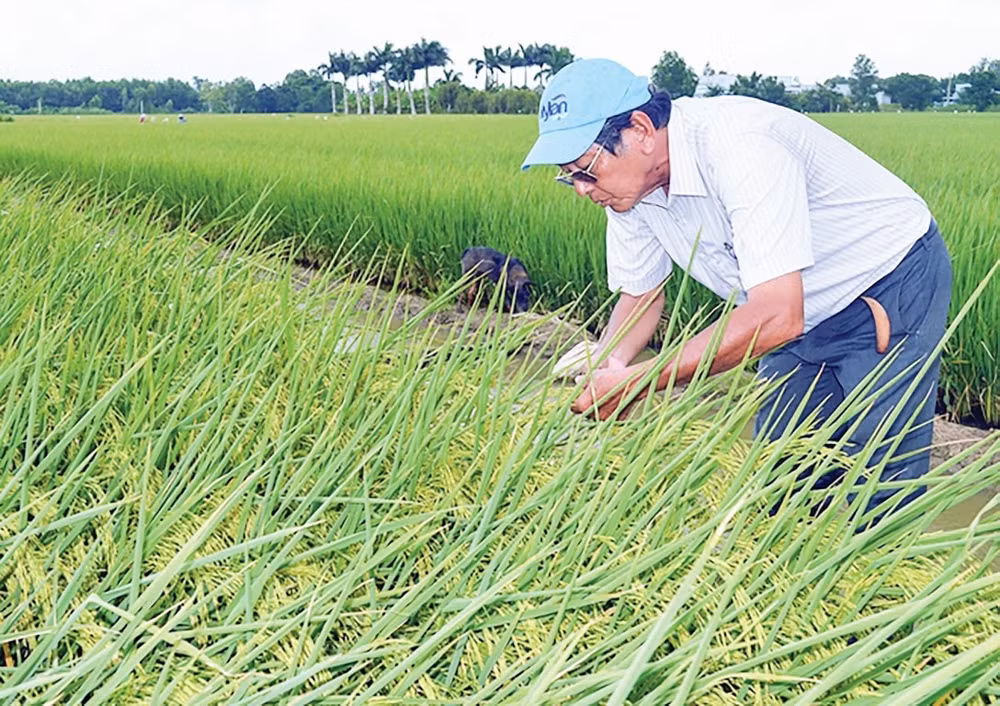 Kỹ sư Hồ Quang Cua - tác giả của hàng loạt giống lúa chất lượng cao nức tiếng.